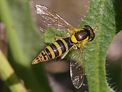 Hover Fly